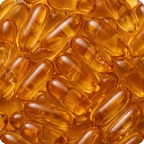 Palmier nain (saw palmetto)